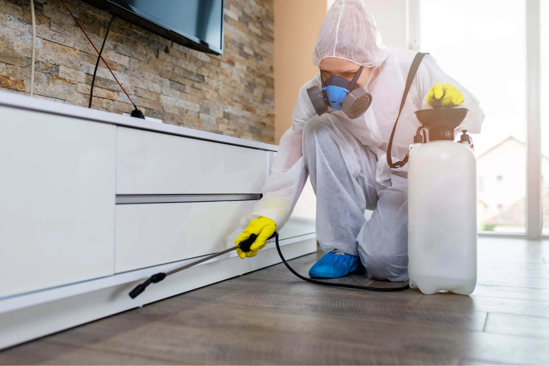 furniture pest control