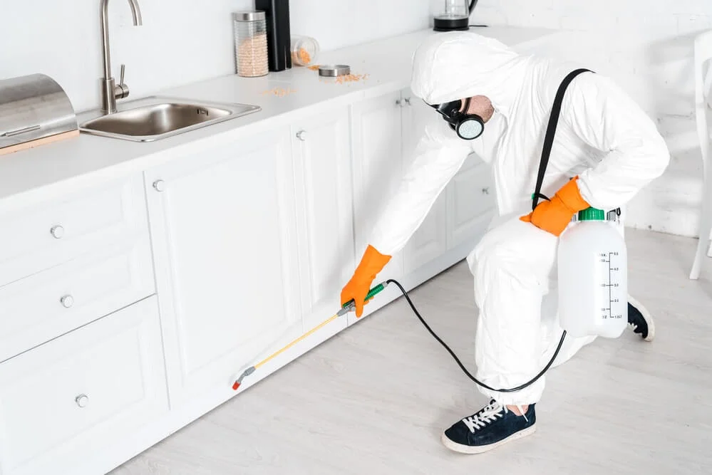 furniture pest control